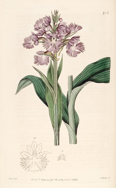 Illustratie van Platanthera grandiflora (als syn. Habenaria fimbriata) door Jams  Watts